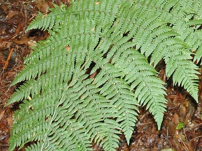 Dryopteris oligodonta