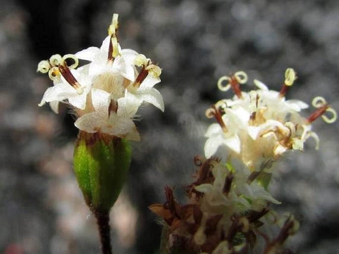 Dubautia scabra