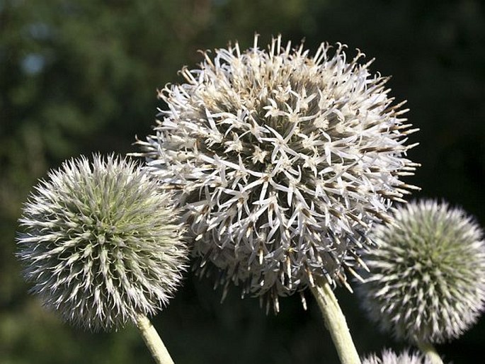 Echinops exaltatus