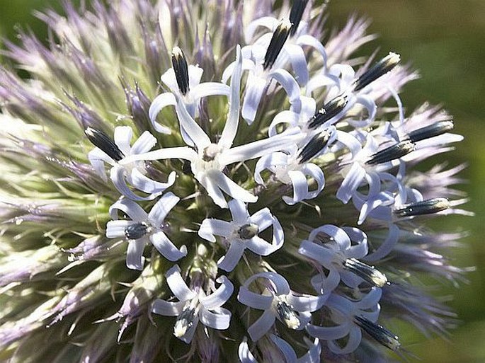 Echinops exaltatus