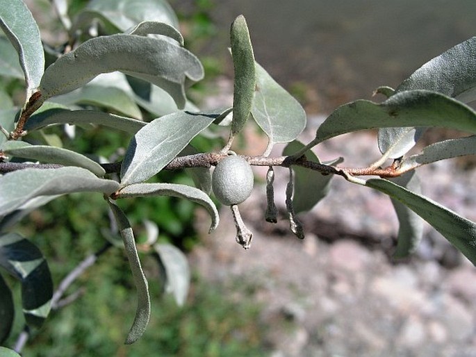 Elaeagnus commutata