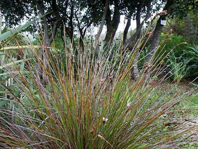 Elegia spathacea