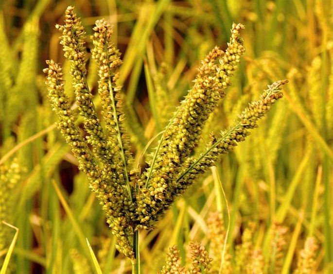 ELEUSINE CORACANA (L.) Gaertn. - kalužnice