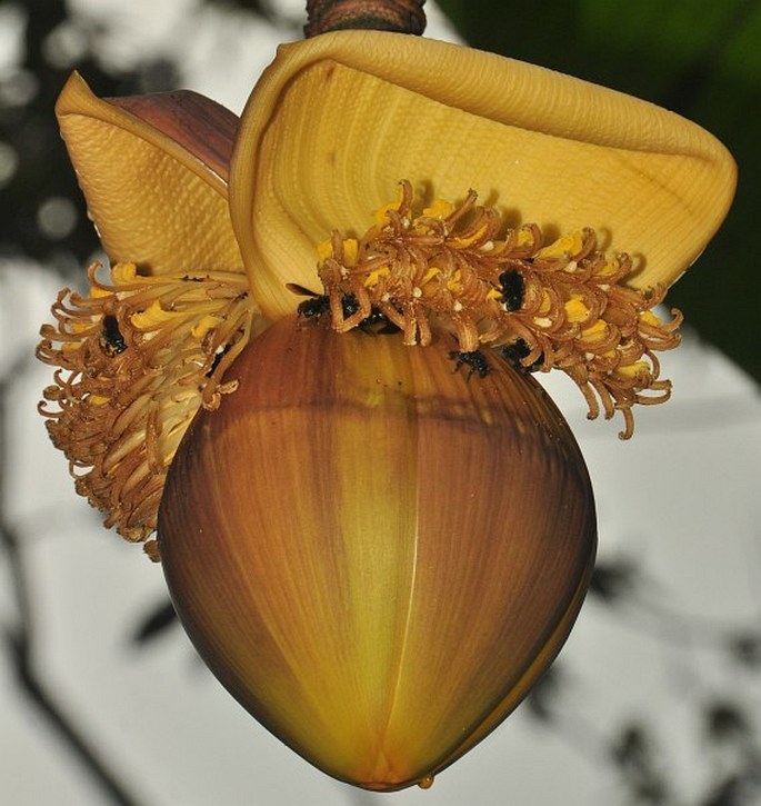 Jardín Botánico Else Kientzler