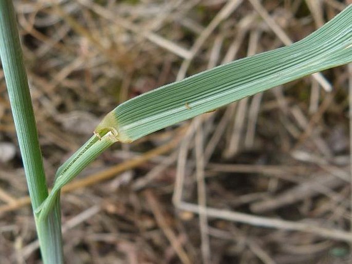 Elytrigia intermedia