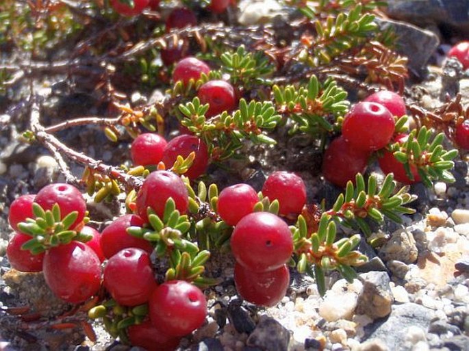 Empetrum rubrum