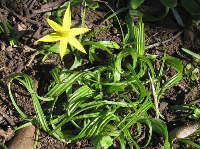 Empodium gloriosum