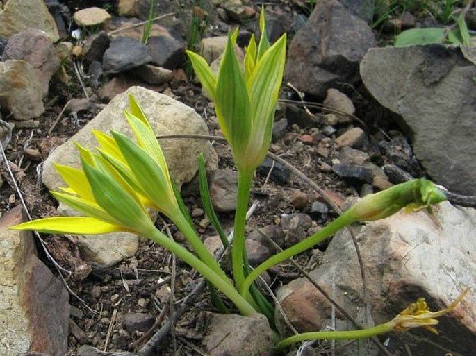 Empodium plicatum