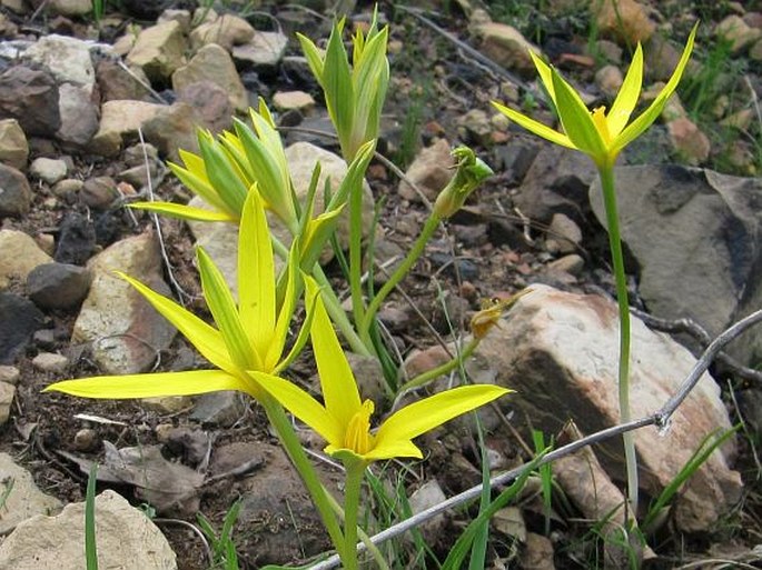 EMPODIUM PLICATUM (Thunb.) Garside