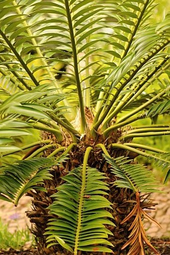 Encephalartos aemulans