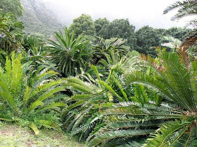 Encephalartos aemulans