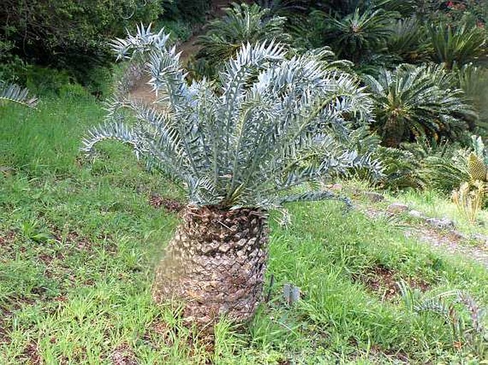 Encephalartos horridus