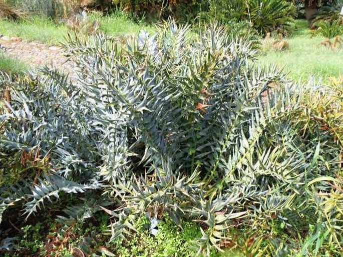 Encephalartos horridus