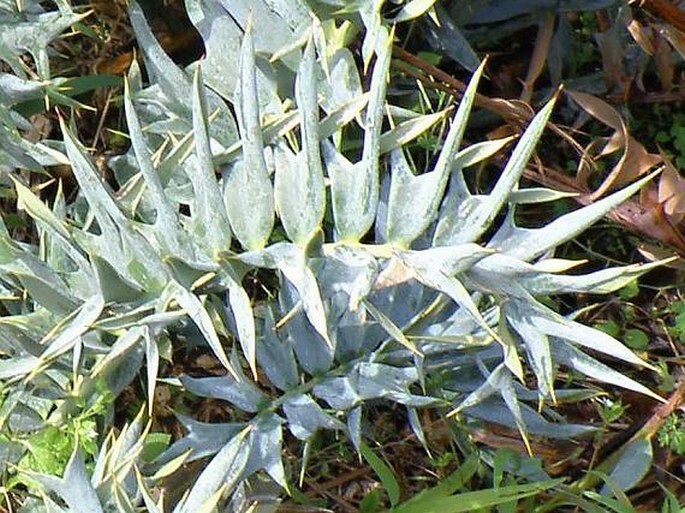 Encephalartos horridus