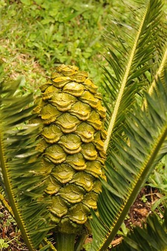 Encephalartos caffer