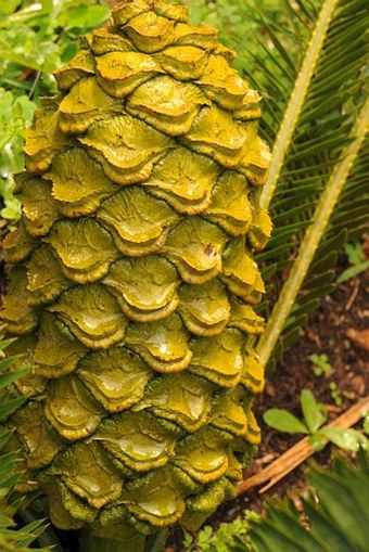 Encephalartos caffer