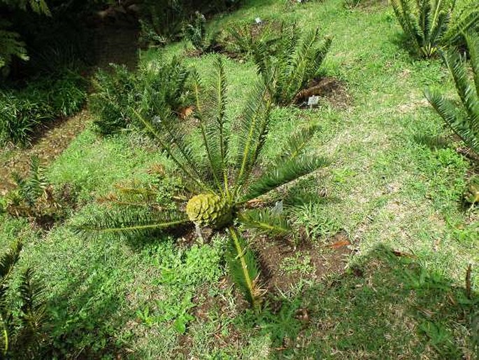 Encephalartos caffer