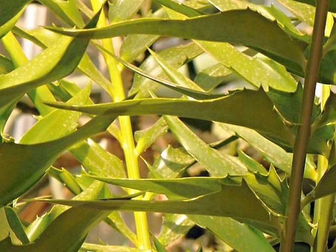 Encephalartos woodii