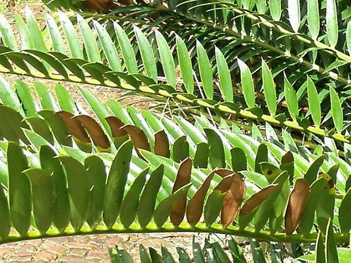 Encephalartos woodii