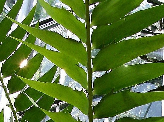 Encephalartos woodii