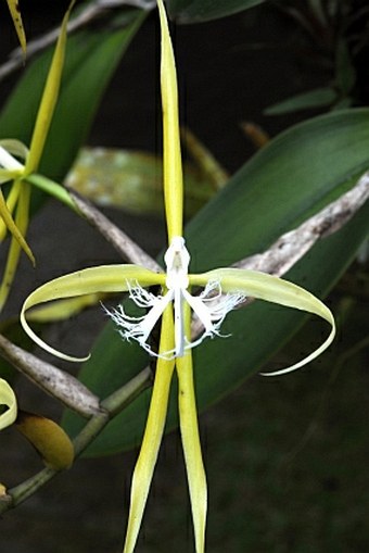 Epidendrum ciliare