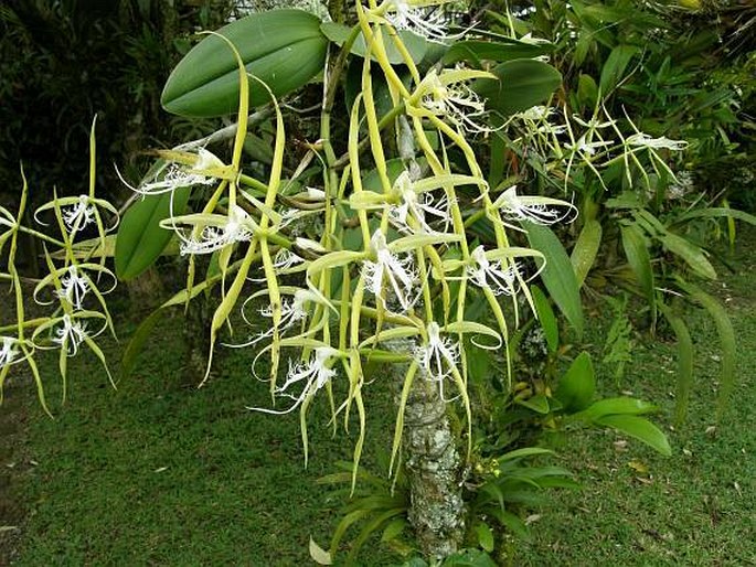 Epidendrum ciliare