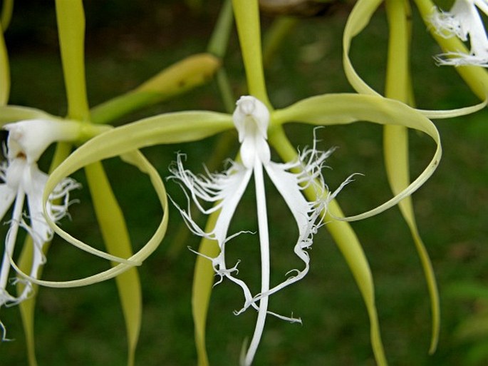 Epidendrum ciliare