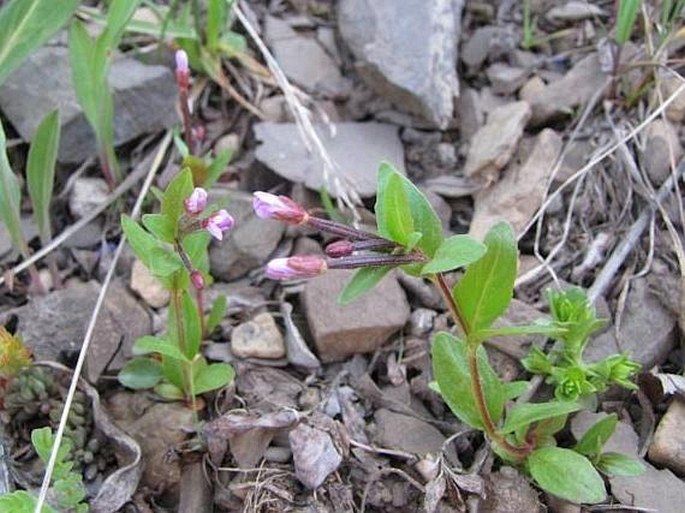 Epilobium anagallidifolium