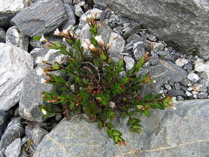 Epilobium alsinoides