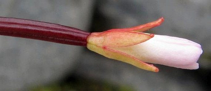 Epilobium alsinoides