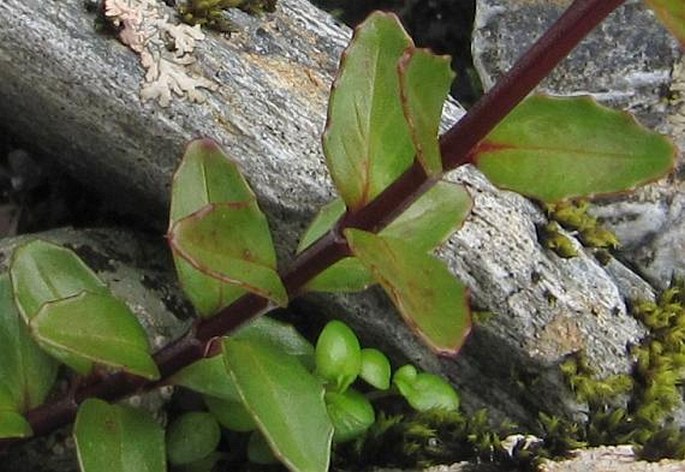 Epilobium alsinoides