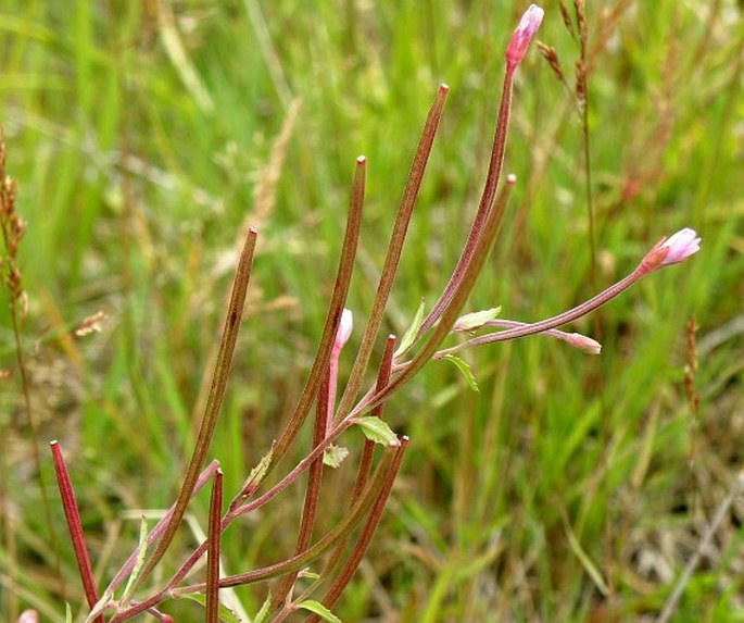 Epilobium collinum