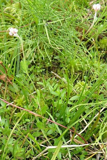 Epilobium nutans