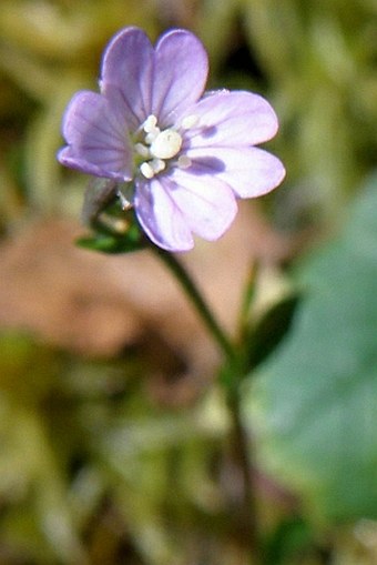 Epilobium nutans