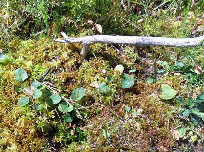 Epilobium nutans