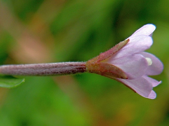 Epilobium nutans