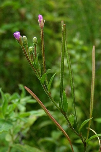 Epilobium parviflorum