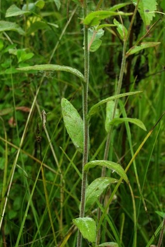 Epilobium parviflorum