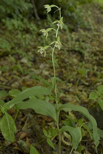 Epipactis voethii