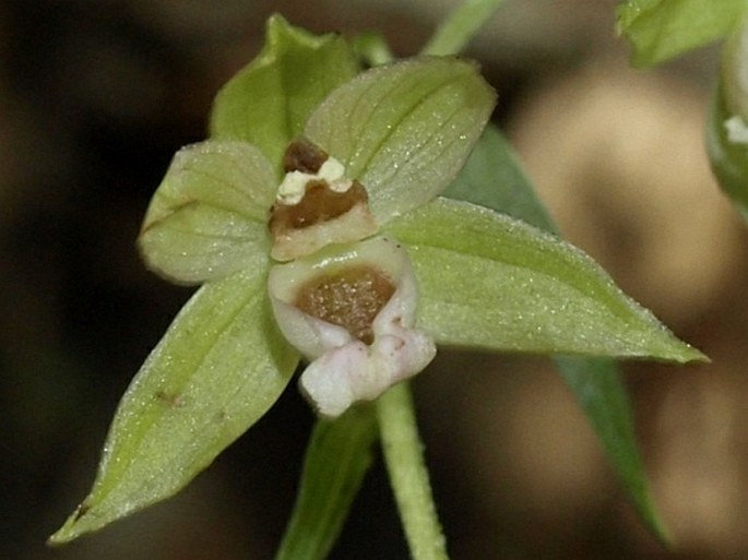 Epipactis voethii