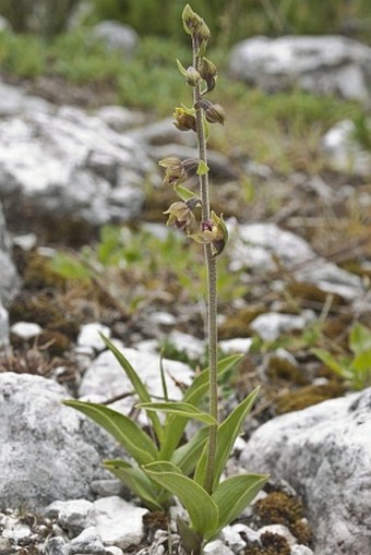 Epipactis atrorubens var. macedonica