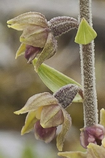 Epipactis atrorubens var. macedonica