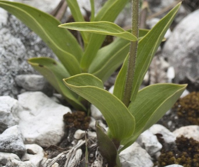 Epipactis atrorubens var. macedonica