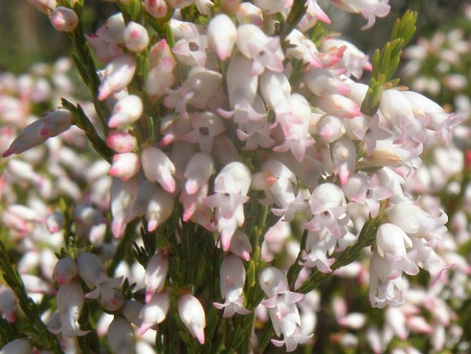 Erica articularis