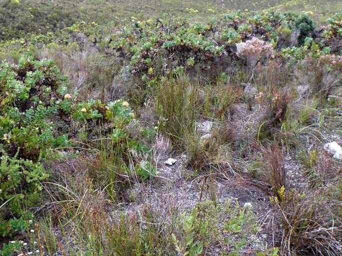 Erica cumuliflora