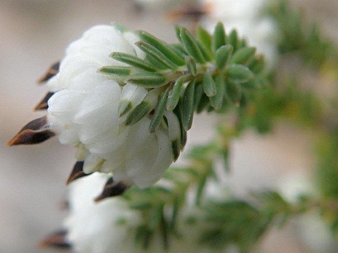 Erica cumuliflora