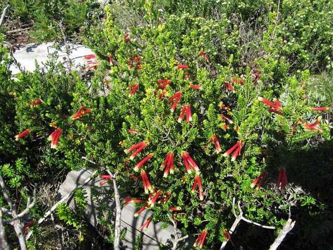 Erica discolor