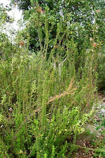 Erica glandulosa