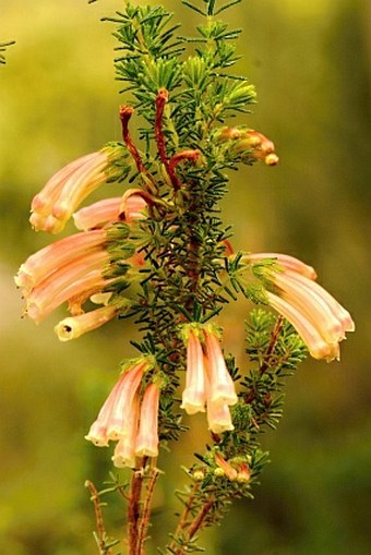 Erica glandulosa