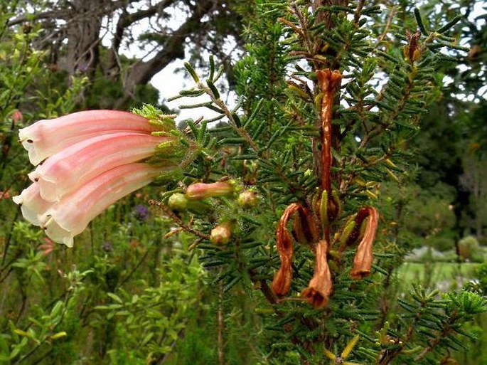 Erica glandulosa